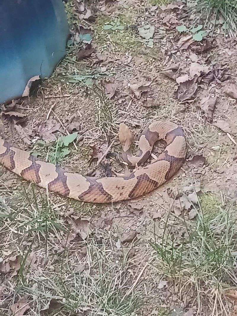 Humane Wildlife Removal