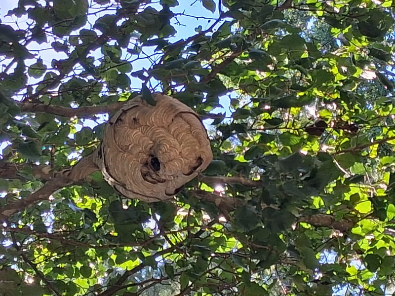 Pest Control Services