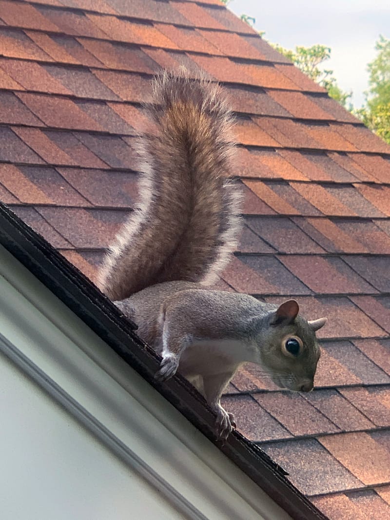 Squirrel Removal