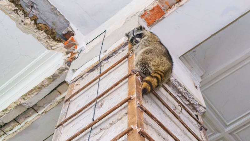 Raccoon Removal