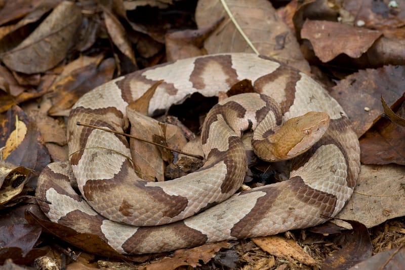 Snake Removal