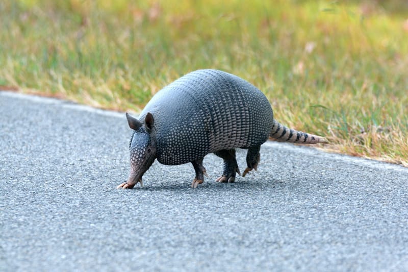 Armadillo Removal
