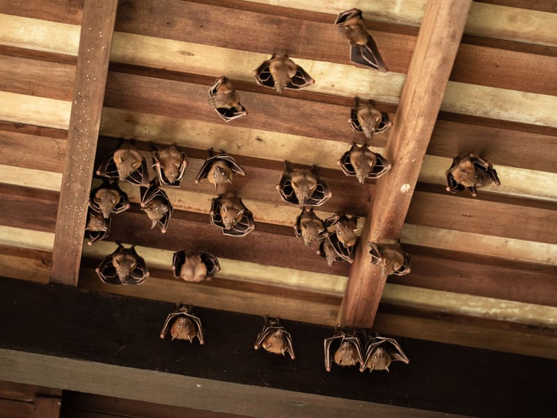 Bat Removal