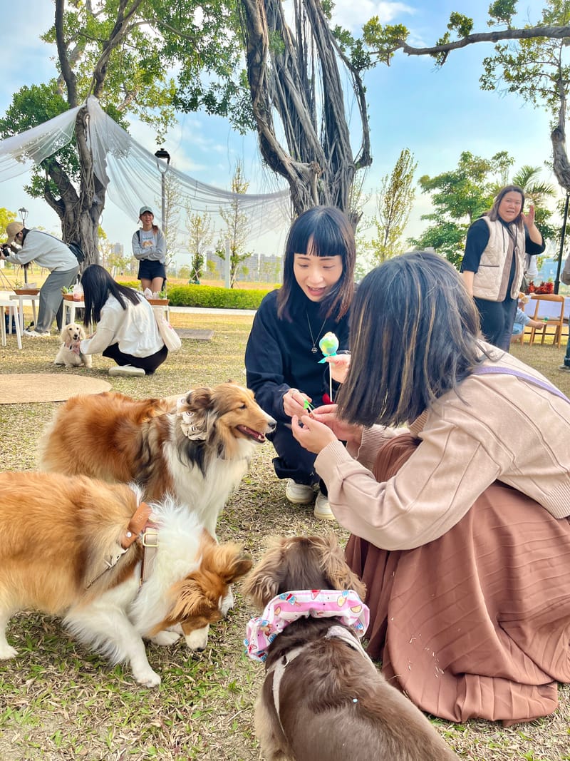 草地狗狗生日派對