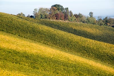Esplorando l'Azienda Agricola Maggi Francesco: Scopri i Vini dell'Oltrepo Pavese
