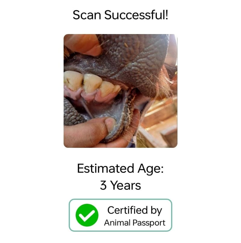 AI-Powered Animal Age Estimation