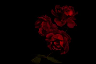 Divulgação e trecho de Rosas de Chumbo para Mirada Janela.