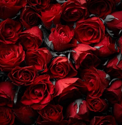 Rosas de Chumbo no Ambrosia