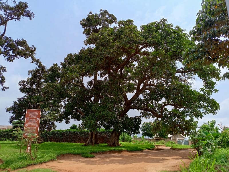 At the Heart of the Kingdom: Where King Kigeli IV Rwabugiri Wedded Queen Kanjogera