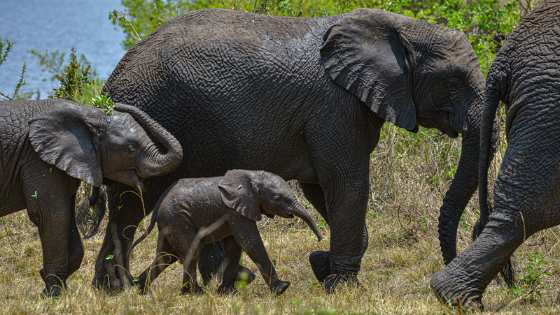 What I Learned on My First Trip to Akagera National Park