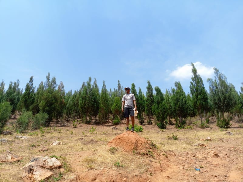 Greening Dry Hills: Rwanda’s Reforestation Drive Takes Root
