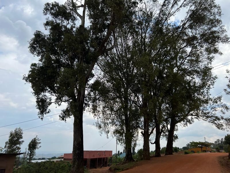Reflections Under the Shade of Ibiti Bitanu