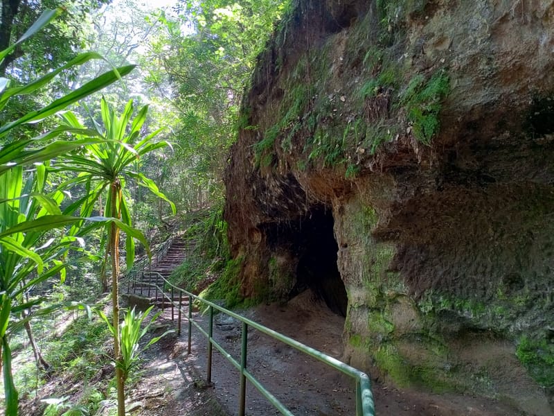 Lost in Karura Forest: Exploring the Wild Side of Nairobi