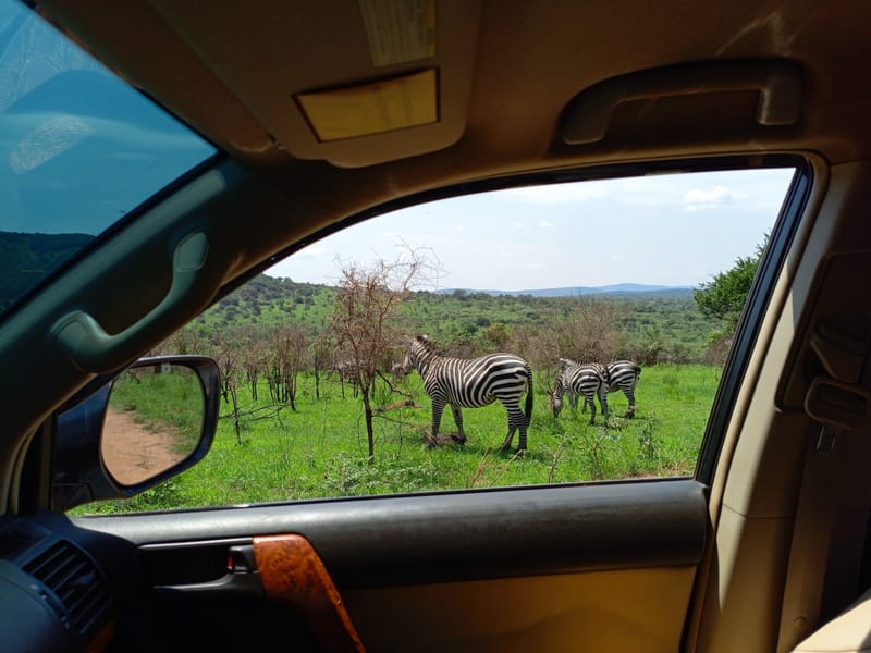 From Dawn to Dusk: Through Savannah Trails and Northern Hills