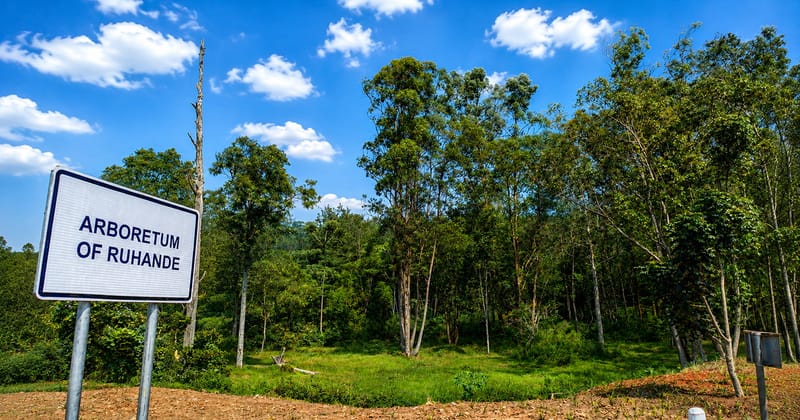 Reconnecting with Nature in the Arboretum of Ruhande