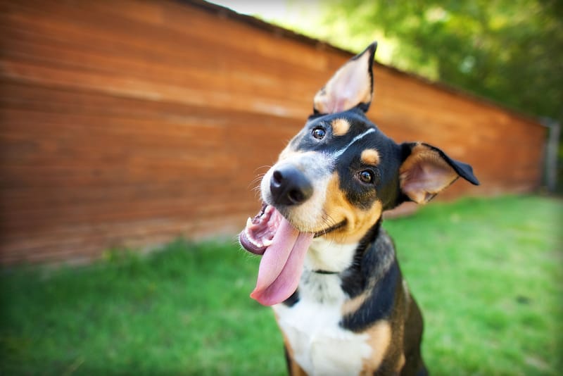 Residential Pet Waste