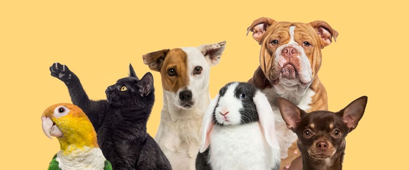 Commercial Pet Waste