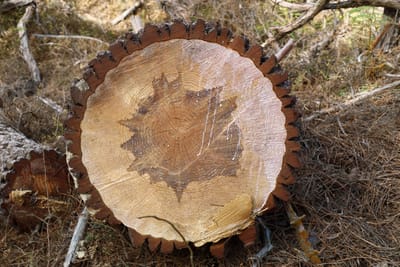 Holz-Element in der TCM: Leber- und Gallenblasen-Meridian