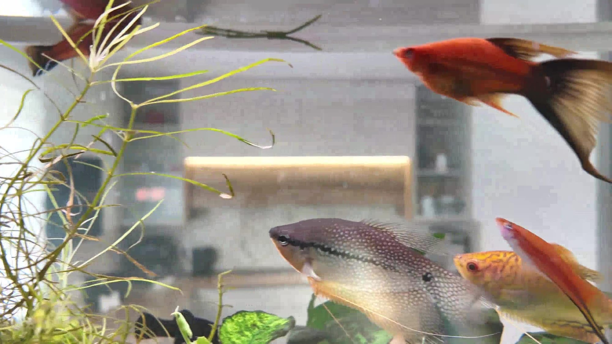 מטבח מודרני בהתאמה אישית