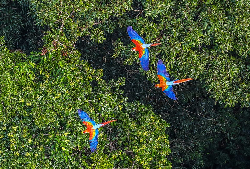GRÁFICA
