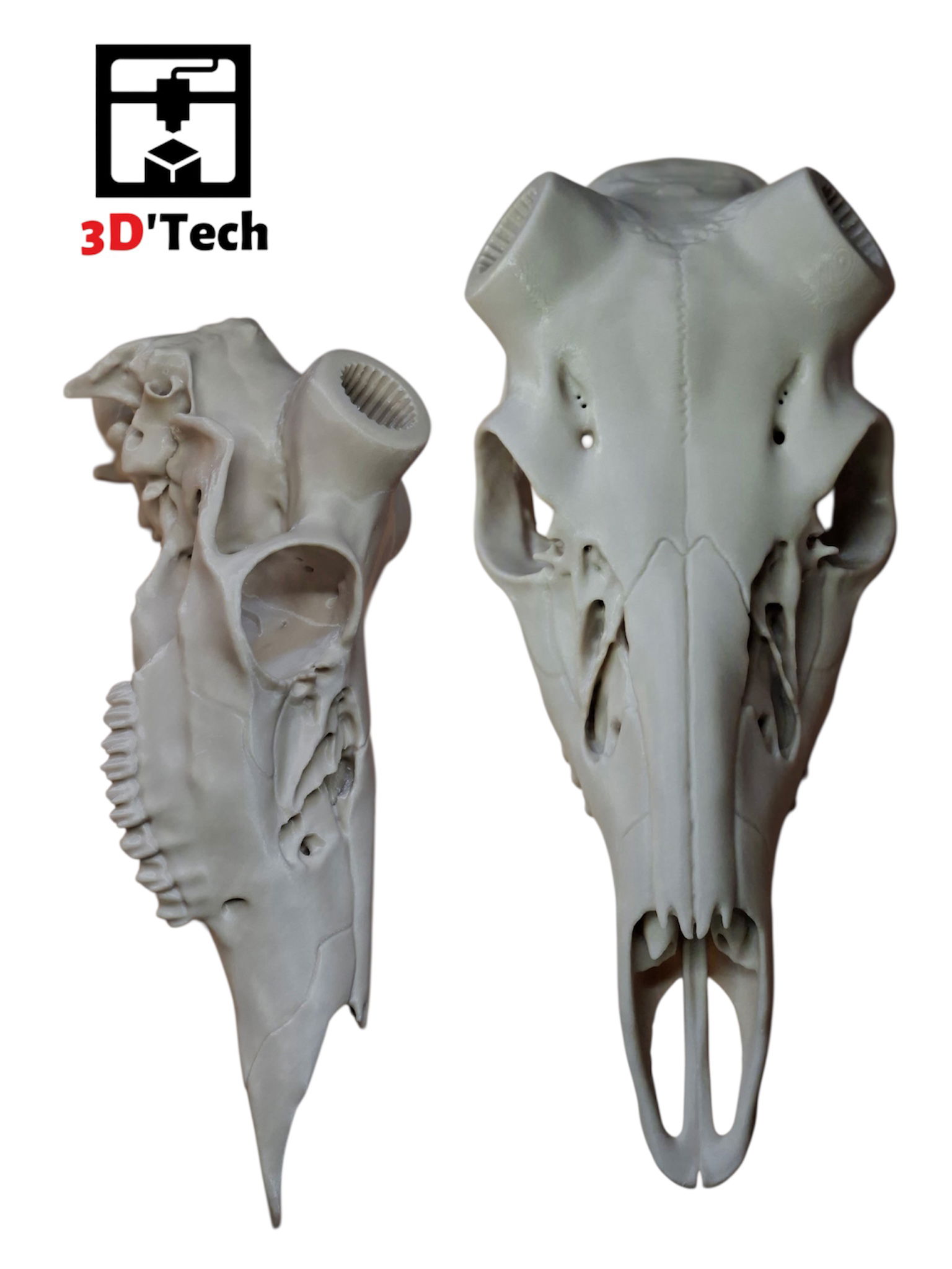 Réalisation d'un crâne de cerf