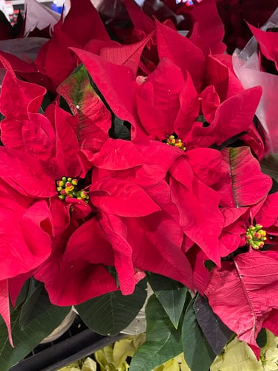 We Were Built for This