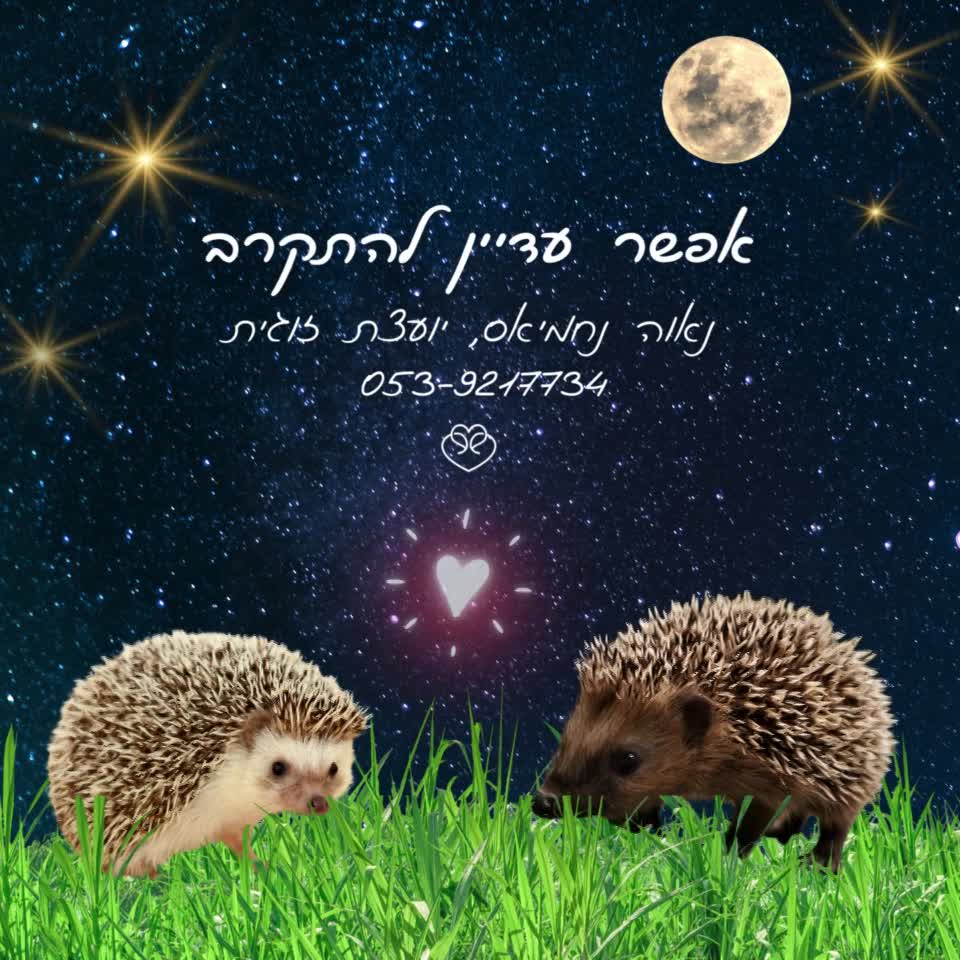 יועצת נישואים