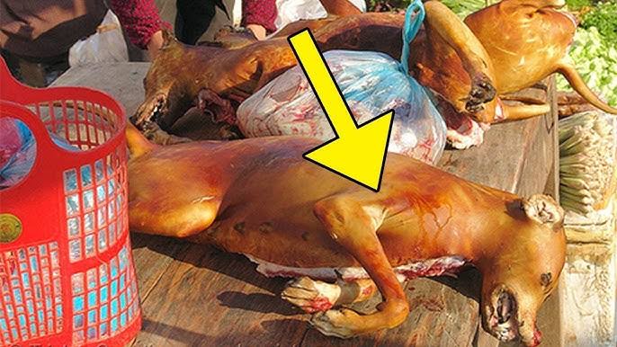 قوانص كلاب طرية