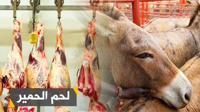 سكالوب بهايم