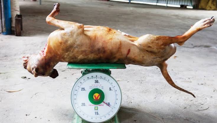 لحم مفروم بهايم وكلاب