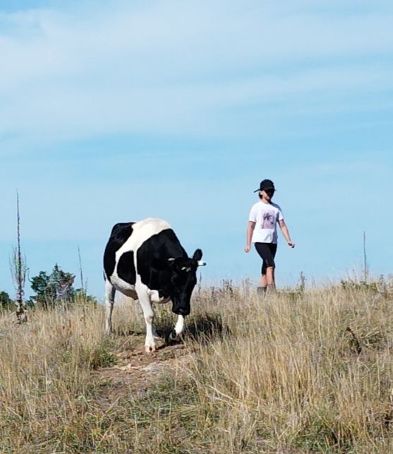 Ambre, notre fidèle adhérente depuis plus de 2 ans, et Tulipe notre vache Bretonne