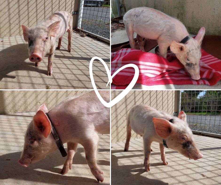 Angus de passage chez le vétérinaire