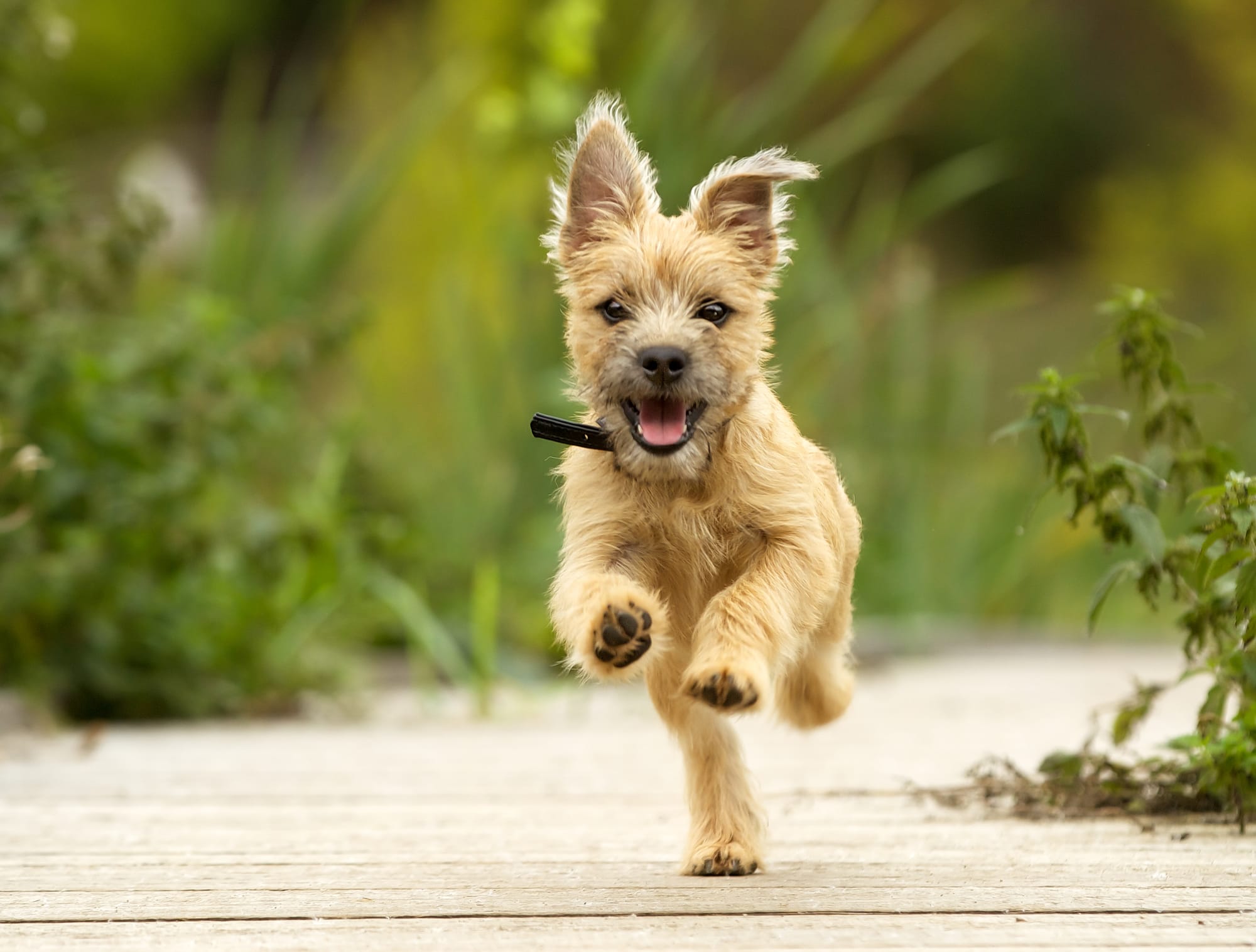 We're not in Puppyhood any more Toto