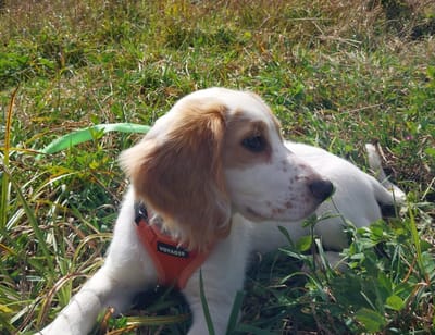 Meet K9 "Scout", the Scat Scout