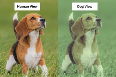 Dog Senses