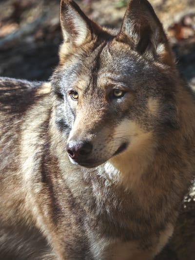 Maine Wolf Coalition