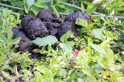 Introducing Wolf Scat