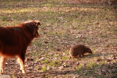 Protecting Your Dog from Wildlife Encounters