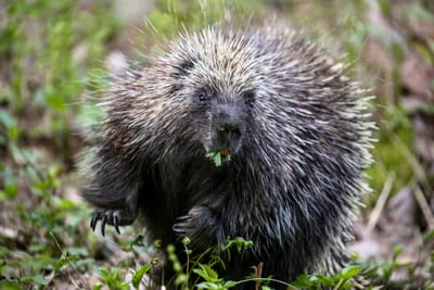 Featured Creature: Porcupine