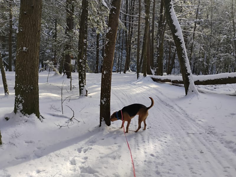 Adventure and Trainer Walks