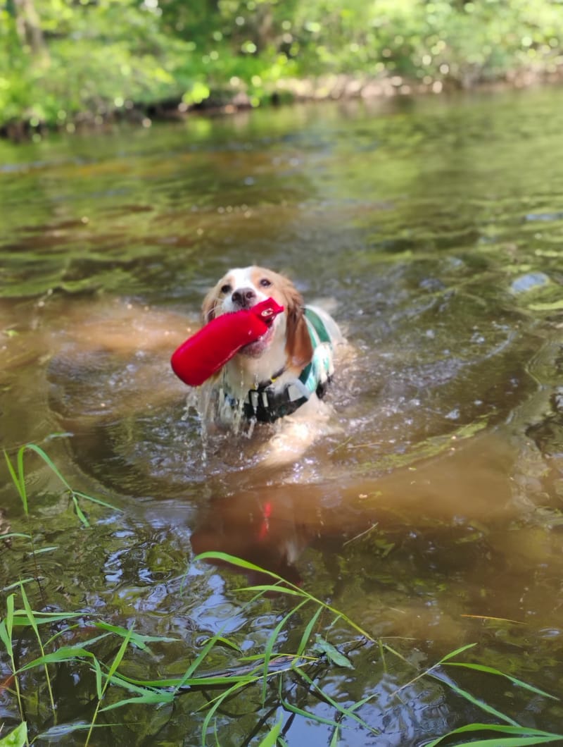 Gun Dog Skills for Non-Hunters