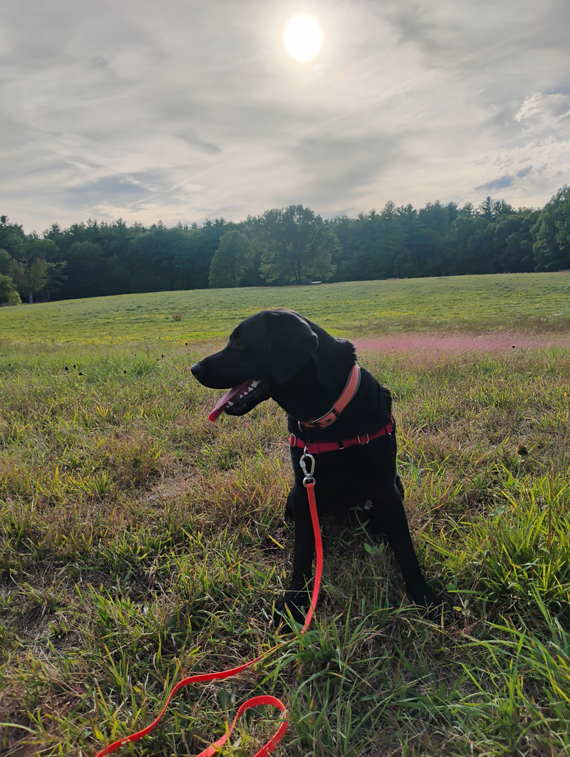 Trails and Training