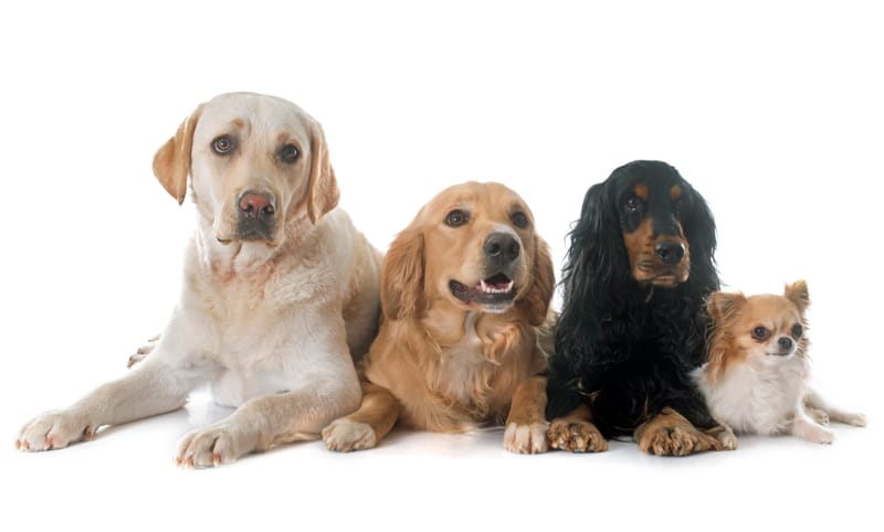 Join "The Puppy Pack"