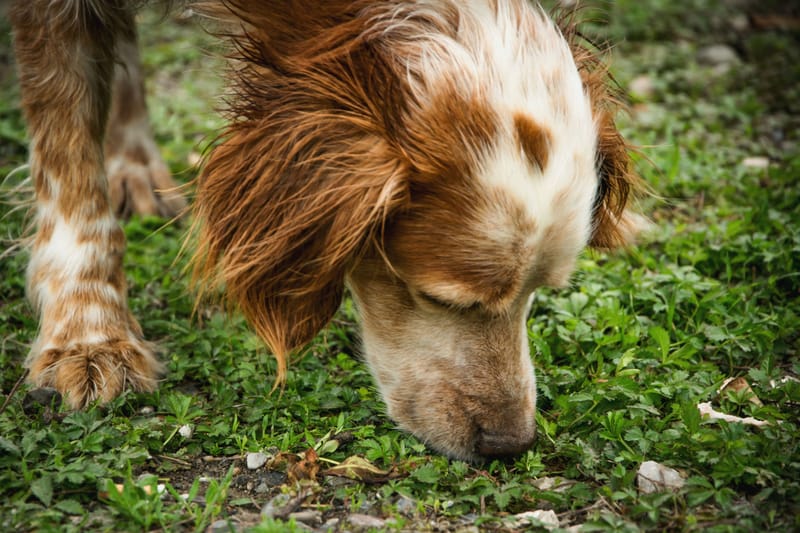 Tracking and Scent work Training