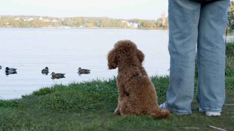 Nature Watching with your dog