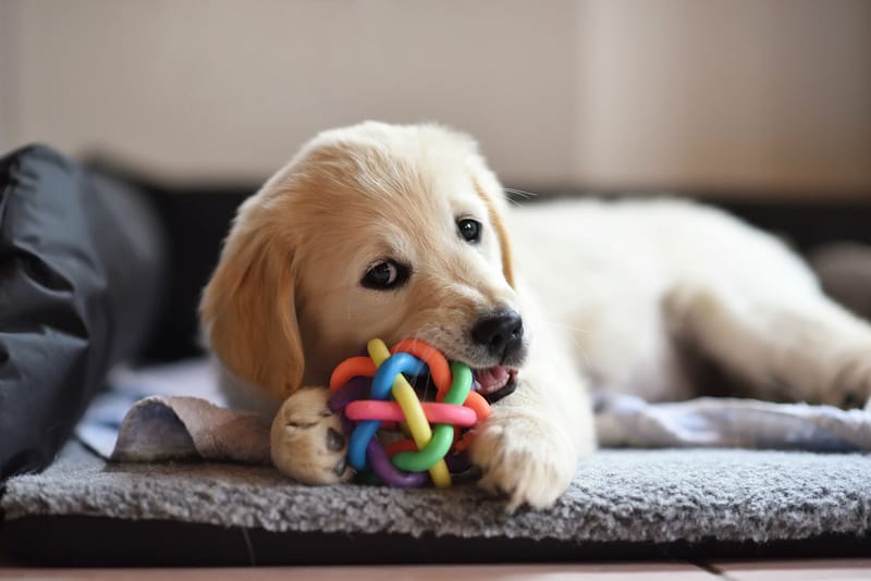 Puppy Sitting