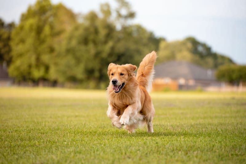 Off leash skills