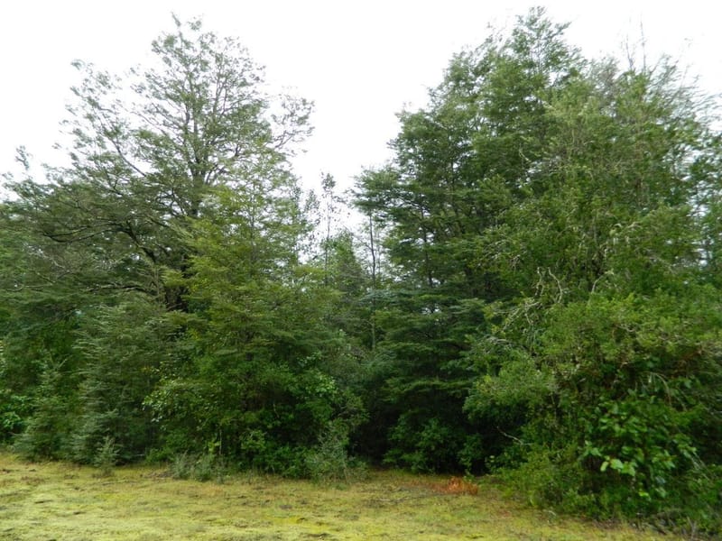 PARCELA $45.000.000.- VILLARRICA