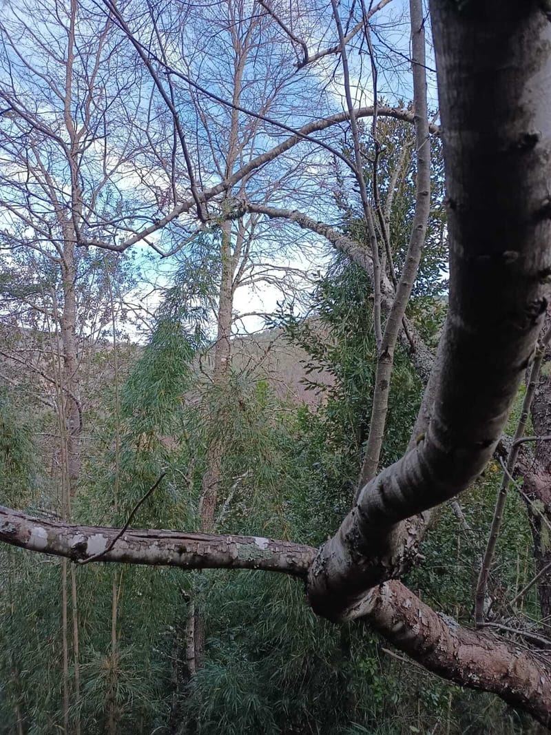 PARCELA $25.000.000.- PUCON