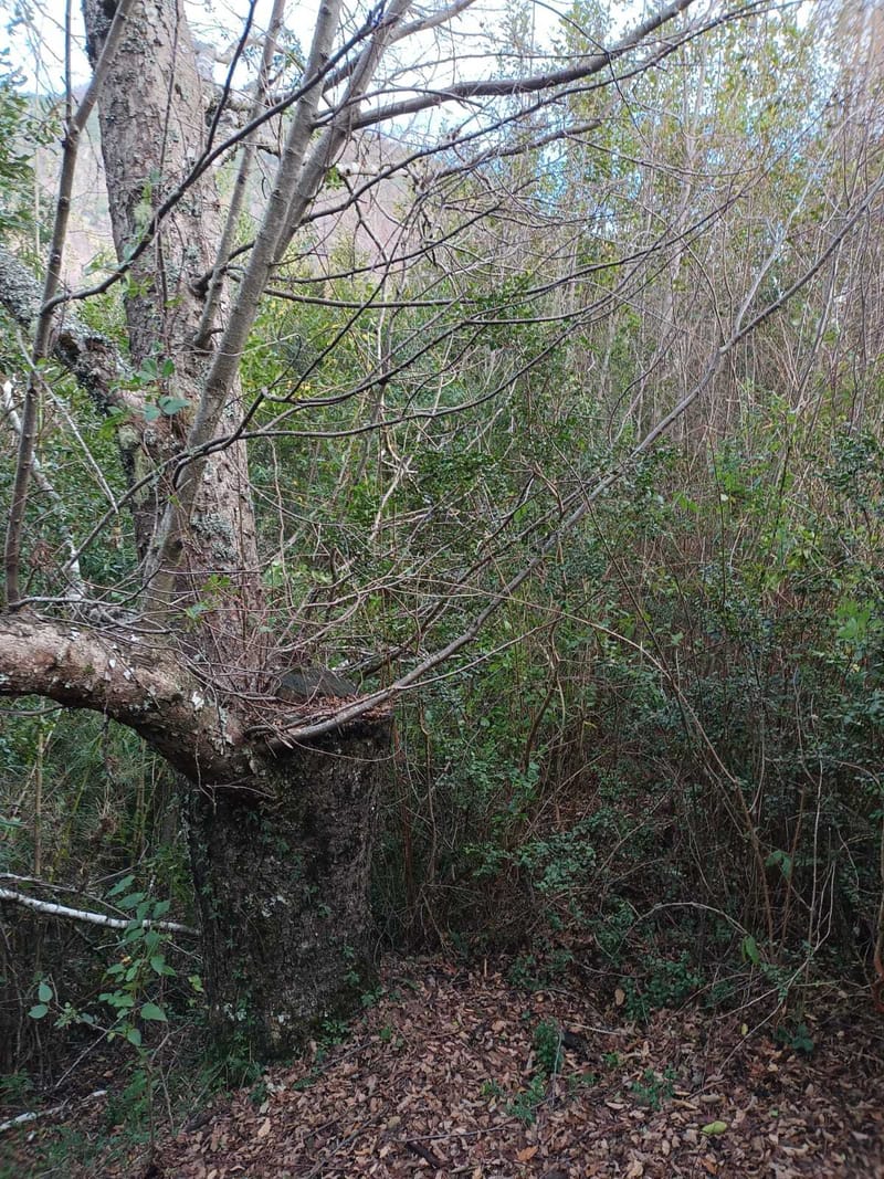 PARCELA $25.000.000.- PUCON